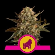 Royal Madre Cannabisblüte – gewachsen aus Feminisierte Hanfsamen von Royal Queen Seeds