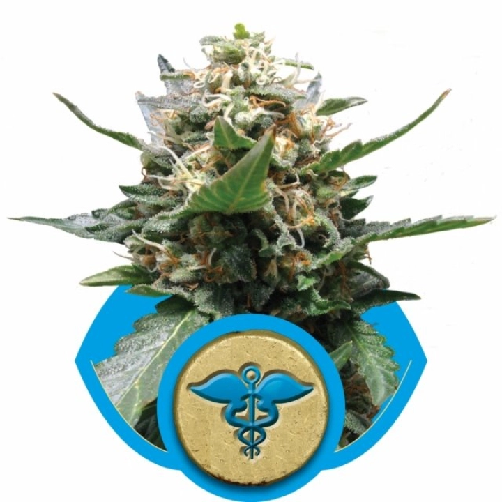 Royal Medic – Royal Queen Seeds – Feminisiert