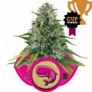 Royal Moby Cannabisblüte – gewachsen aus Feminisierte Hanfsamen von Royal Queen Seeds