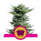 Shining Silver Haze Cannabisblüte – gewachsen aus Feminisierte Hanfsamen von Royal Queen Seeds
