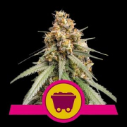 Shining Silver Haze Cannabis Blüte - gewachsen aus Feminisierte Hanfsamen für den Anbau