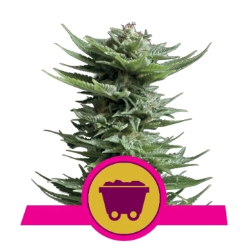 Shining Silver Haze Cannabisblüte – gewachsen aus Feminisierte Hanfsamen von Royal Queen Seeds