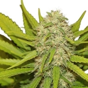 Skunk #1 – Royal Queen Seeds – Feminisiert – Produktansicht 2