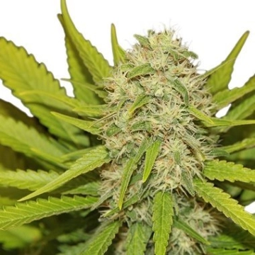 Skunk #1 Cannabisblüte – gewachsen aus Feminisierte Hanfsamen von Royal Queen Seeds