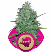 Skunk XL Cannabisblüte – gewachsen aus Feminisierte Hanfsamen von Royal Queen Seeds