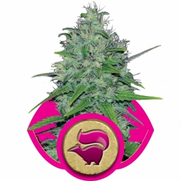 Skunk XL Cannabisblüte – gewachsen aus Feminisierte Hanfsamen von Royal Queen Seeds