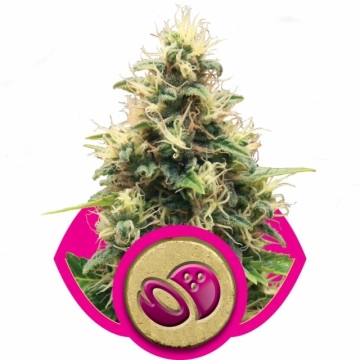 Somango XL Cannabisblüte – gewachsen aus Feminisierte Hanfsamen von Royal Queen Seeds