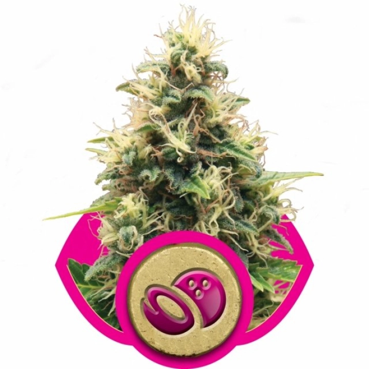 Somango XL – Royal Queen Seeds – Feminisiert