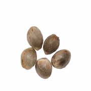 Sour Diesel Hanfsamen von Royal Queen Seeds – Symbolbild