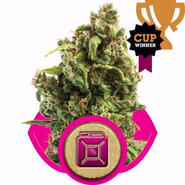 Sour Diesel Cannabisblüte – gewachsen aus Feminisierte Hanfsamen von Royal Queen Seeds