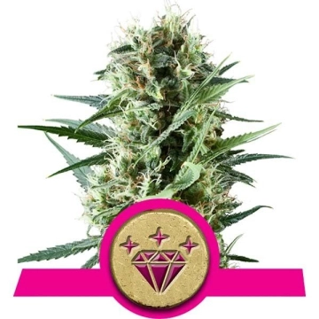 Special Kush #1 Cannabisblüte – gewachsen aus Feminisierte Hanfsamen von Royal Queen Seeds