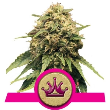 Special Queen #1 Cannabisblüte – gewachsen aus Feminisierte Hanfsamen von Royal Queen Seeds