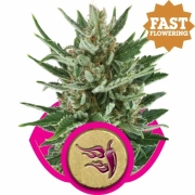 Speedy Chile Fast Version Cannabisblüte – gewachsen aus Feminisierte Hanfsamen von Royal Queen Seeds