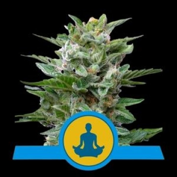 Stress Killer Auto CBD Cannabisblüte – gewachsen aus Automatic Hanfsamen von Royal Queen Seeds