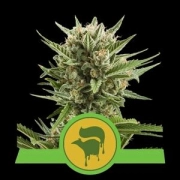 Sweet Skunk Auto Cannabisblüte – gewachsen aus Automatic Hanfsamen von Royal Queen Seeds