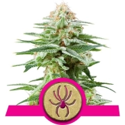 White Widow Cannabisblüte – gewachsen aus Feminisierte Hanfsamen von Royal Queen Seeds