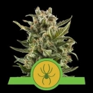 White Widow Auto Cannabisblüte – gewachsen aus Automatic Hanfsamen von Royal Queen Seeds