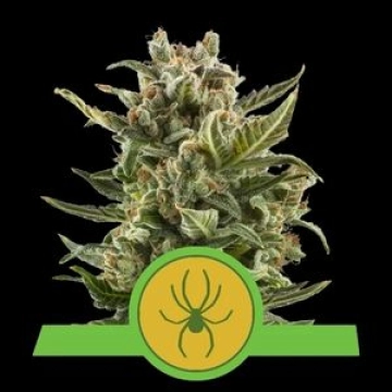 White Widow Auto Cannabisblüte – gewachsen aus Automatic Hanfsamen von Royal Queen Seeds