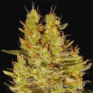 Crazy Miss Hyde Cannabisblüte – gewachsen aus Feminisierte Hanfsamen von Samsara
