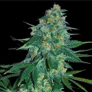El Alquimista Cannabisblüte – gewachsen aus Feminisierte Hanfsamen von Samsara