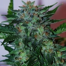 Flash Babylon Automatic Cannabisblüte – gewachsen aus Feminisierte Hanfsamen von Samsara