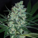 Green Love Potion Cannabisblüte – gewachsen aus Feminisierte Hanfsamen von Samsara