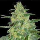 Holy Grail 69 Cannabisblüte – gewachsen aus Feminisierte Hanfsamen von Samsara