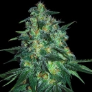 Jekyll Passion Cannabisblüte – gewachsen aus Feminisierte Hanfsamen von Samsara