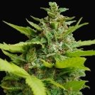 Kiss dragon Cannabisblüte – gewachsen aus Feminisierte Hanfsamen von Samsara