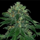 Punky Lion Cannabisblüte – gewachsen aus Feminisierte Hanfsamen von Samsara