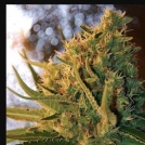 Shot Adrenaline Automatic Cannabisblüte – gewachsen aus Automatic Hanfsamen von Samsara