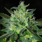 Spicy White Devil Cannabisblüte – gewachsen aus Feminisierte Hanfsamen von Samsara