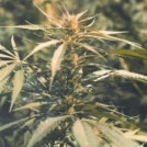 Hawaii Maui Waui Cannabisblüte – gewachsen aus Feminisierte Hanfsamen von Sativa SeedBank