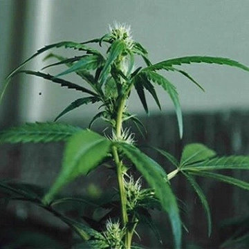 Sweet Sativa Special Cannabisblüte – gewachsen aus Regulaere Hanfsamen von Sativa SeedBank