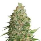 BCN Critical XXL Cannabisblüte – gewachsen aus Feminisierte Hanfsamen von Seed Stockers