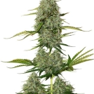BCN Critical XXL Auto Cannabisblüte – gewachsen aus Automatic Hanfsamen von Seed Stockers