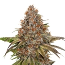 Blackberry Gum Auto Cannabisblüte – gewachsen aus Automatic Hanfsamen von Seed Stockers