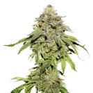 Cookies and Cream Cannabisblüte – gewachsen aus Feminisierte Hanfsamen von Seed Stockers