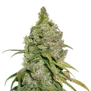 Do Si Dos Cannabisblüte – gewachsen aus Feminisierte Hanfsamen von Seed Stockers