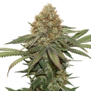 Fruit Cake Cannabisblüte – gewachsen aus Feminisierte Hanfsamen von Seed Stockers