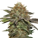 Fruit Cake Auto Cannabisblüte – gewachsen aus Automatic Hanfsamen von Seed Stockers