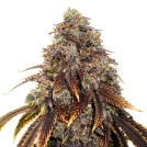 Gelato 41 Cannabisblüte – gewachsen aus Feminisierte Hanfsamen von Seed Stockers