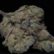 Girl Scout Cookies – Seed Stockers – Feminisiert