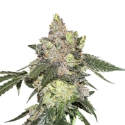 Girl Scout Cookies – Seed Stockers – Feminisiert – Produktansicht 2