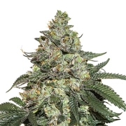 Girl Scout Cookies Auto Cannabisblüte – gewachsen aus Automatic Hanfsamen von Seed Stockers