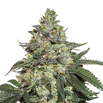 Girl Scout Cookies Auto Cannabisblüte – gewachsen aus Automatic Hanfsamen von Seed Stockers