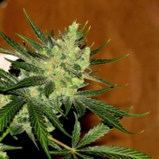 Gorilla Glue – Seed Stockers – Feminisiert
