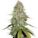 Gorilla Glue Cannabisblüte – gewachsen aus Feminisierte Hanfsamen von Seed Stockers