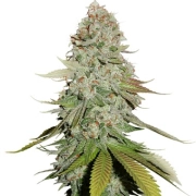 Gorilla Glue – Seed Stockers – Feminisiert – Produktansicht 2