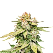 Gorilla Glue Auto Cannabisblüte – gewachsen aus Automatic Hanfsamen von Seed Stockers